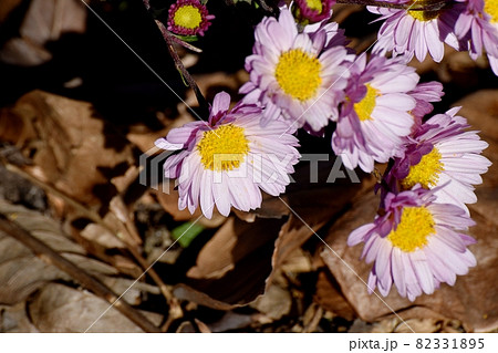 三鷹中原に咲く淡いピンクのキクの花 82331895
