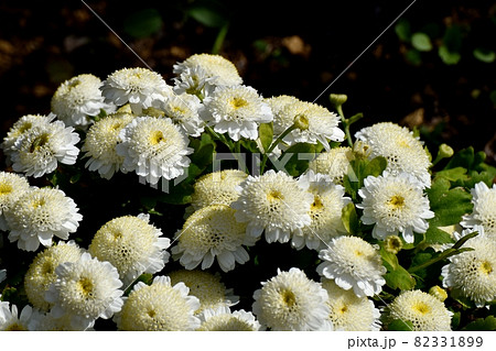 三鷹中原に咲く白いコギクの花 三鷹中原に咲く白いコギクの花 82331899