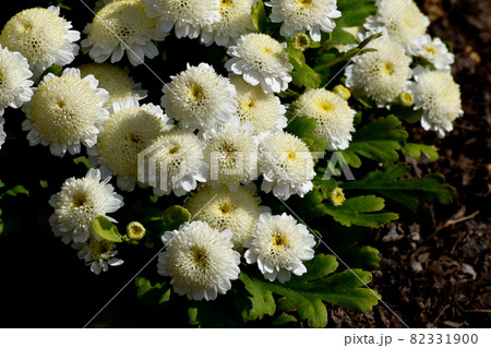 三鷹中原に咲く白いコギクの花 三鷹中原に咲く白いコギクの花 82331900