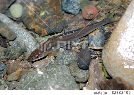 掛けて取り込んだばかりの天然のアユ 82332409