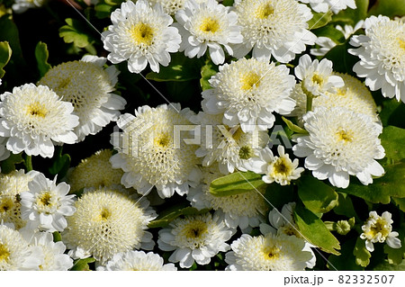 三鷹中原に咲く白いコギクの花 三鷹中原に咲く白いコギクの花 82332507
