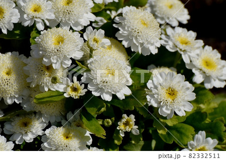 三鷹中原に咲く白いコギクの花 三鷹中原に咲く白いコギクの花 82332511
