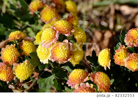 三鷹中原に咲く黄色と茶色複色の小ギクの花 82332553