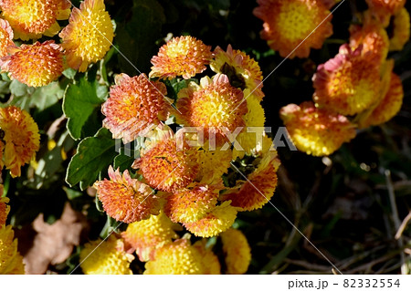 三鷹中原に咲く黄色と茶色複色の小ギクの花 三鷹中原に咲く黄色と茶色複色の小ギクの花 82332554