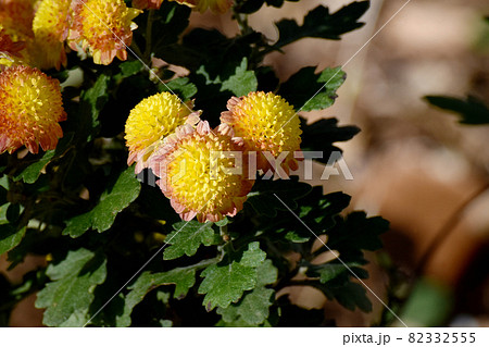 三鷹中原に咲く黄色と茶色複色の小ギクの花 三鷹中原に咲く黄色と茶色複色の小ギクの花 82332555