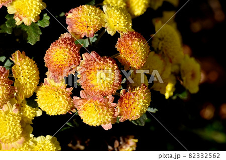 三鷹中原に咲く黄色と茶色複色の小ギクの花 82332562