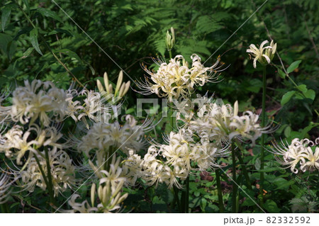 シロバナヒガンバナ【緑背景】 82332592