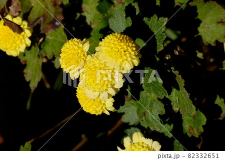 三鷹中原に咲く黄色い小ギクの花 82332651