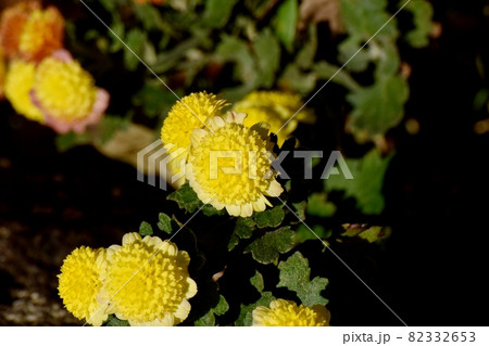 三鷹中原に咲く黄色い小ギクの花 三鷹中原に咲く黄色い小ギクの花 82332653