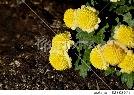 三鷹中原に咲く黄色い小ギクの花 三鷹中原に咲く黄色い小ギクの花 82332675
