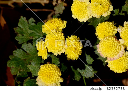 三鷹中原に咲く黄色い小ギクの花 三鷹中原に咲く黄色い小ギクの花 82332738