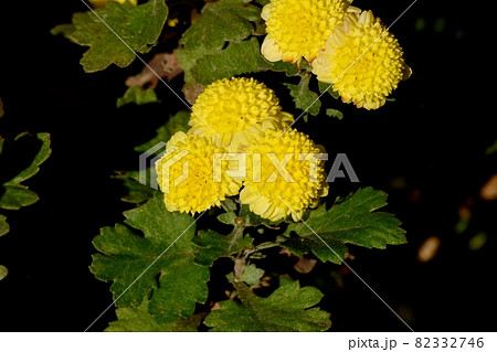 三鷹中原に咲く黄色い小ギクの花 82332746