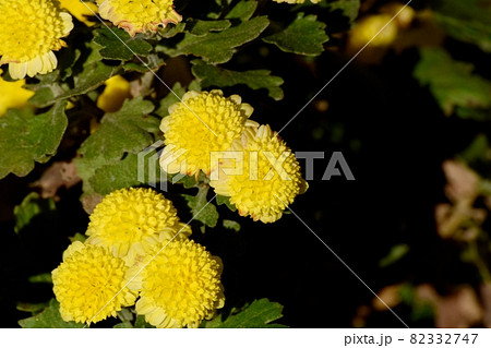 三鷹中原に咲く黄色い小ギクの花 三鷹中原に咲く黄色い小ギクの花 82332747