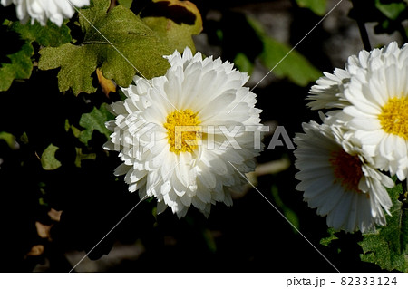 三鷹中原に咲く白い小ギクの花 三鷹中原に咲く白い小ギクの花 82333124