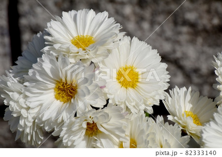 三鷹中原に咲く白い小ギクの花 三鷹中原に咲く白い小ギクの花 82333140