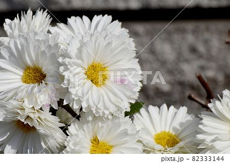 三鷹中原に咲く白い小ギクの花 三鷹中原に咲く白い小ギクの花 82333144