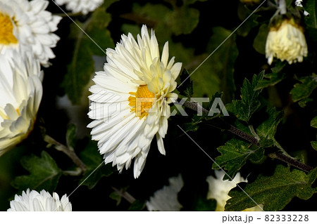 三鷹中原に咲く白い小ギクの花 三鷹中原に咲く白い小ギクの花 82333228