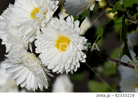 三鷹中原に咲く白い小ギクの花 三鷹中原に咲く白い小ギクの花 82333229