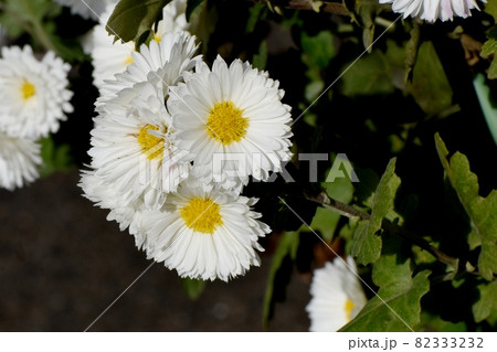 三鷹中原に咲く白い小ギクの花 82333232