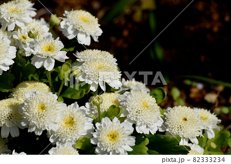 三鷹中原に咲く白いフランス小菊(マトカリア)の花 82333234