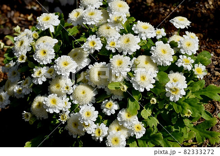 三鷹中原に咲く白いフランス小菊(マトカリア)の花 三鷹中原に咲く白いフランス小菊(マトカリア)の花 82333272