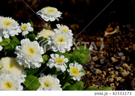三鷹中原に咲く白いフランス小菊(マトカリア)の花 82333273