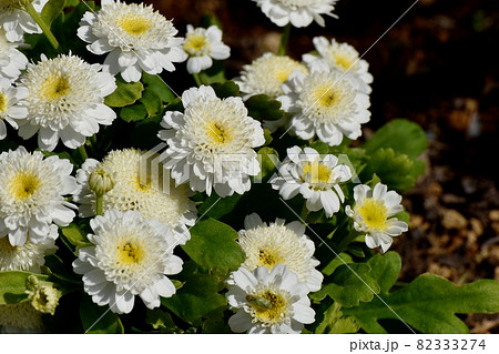 三鷹中原に咲く白いフランス小菊(マトカリア)の花 82333274