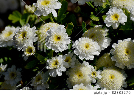 三鷹中原に咲く白いフランス小菊 マトカリア の花の写真素材