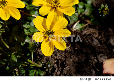 三鷹中原に咲く黄色いヒャクニチソウの花 82333358