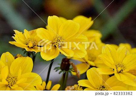 三鷹中原に咲く黄色いヒャクニチソウの花 82333362