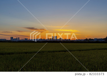 ノン 田畑 夕焼け 82333373