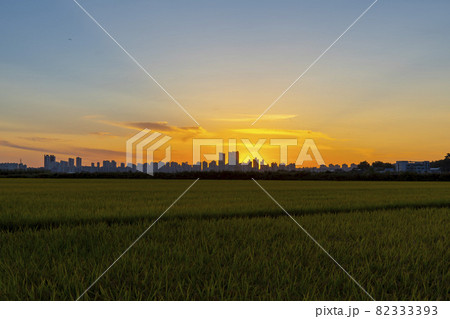 ノン 田畑 夕焼け 82333393