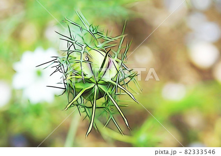 パステル調 クロタネソウ ニゲラ の花 イラストイメージのイラスト素材 パステル調 クロタネソウ ニゲラ の花 イラストイメージのイラスト素材