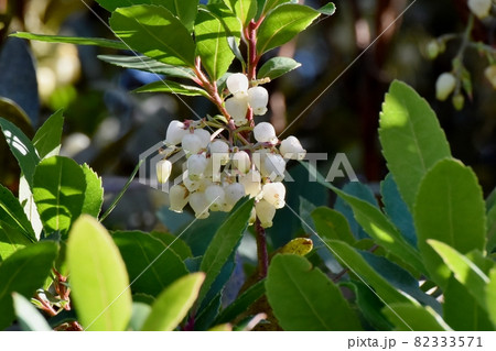 三鷹中原に咲く白いイチゴノキの花 三鷹中原に咲く白いイチゴノキの花 82333571