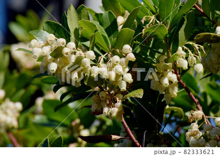 三鷹中原に咲く白いイチゴノキの花 三鷹中原に咲く白いイチゴノキの花 82333621