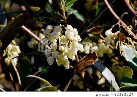 三鷹中原に咲く白いイチゴノキの花 三鷹中原に咲く白いイチゴノキの花 82333624