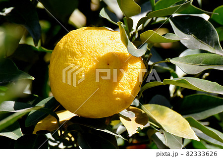 三鷹中原になる黄色いユズの実 82333626