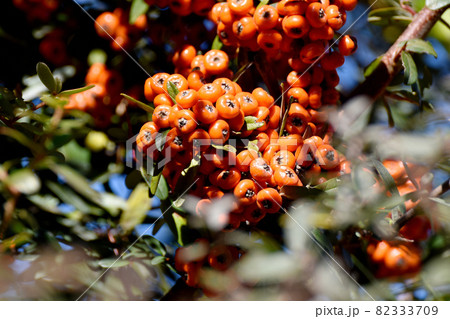 三鷹中原になるオレンジ色のピラカンサ(タチバナモドキ)の実 82333709
