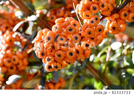 三鷹中原になるオレンジ色のピラカンサ(タチバナモドキ)の実 82333733