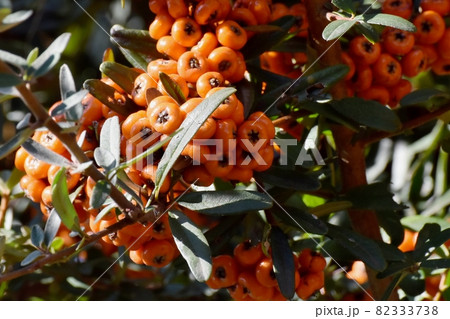 三鷹中原になるオレンジ色のピラカンサ(タチバナモドキ)の実 三鷹中原になるオレンジ色のピラカンサ(タチバナモドキ)の実 82333738