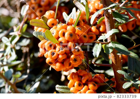 三鷹中原になるオレンジ色のピラカンサ(タチバナモドキ)の実 三鷹中原になるオレンジ色のピラカンサ(タチバナモドキ)の実 82333739