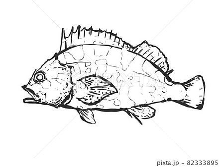 カサゴの手描き筆絵風イラスト カサゴの手描き筆絵風イラスト 82333895
