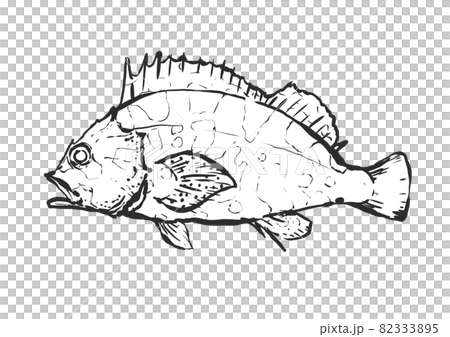 カサゴの手描き筆絵風イラスト カサゴの手描き筆絵風イラスト 82333895