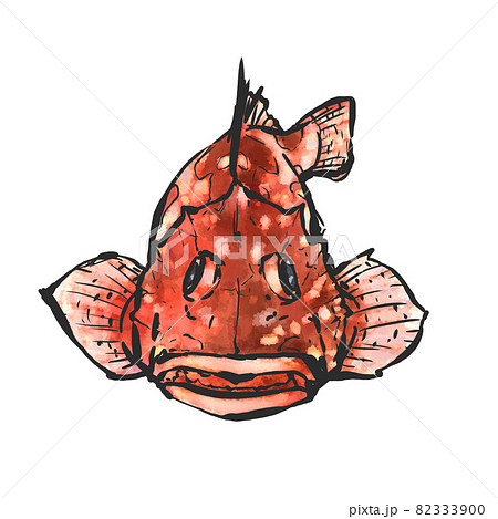 カサゴの手描き筆絵風イラストのイラスト素材