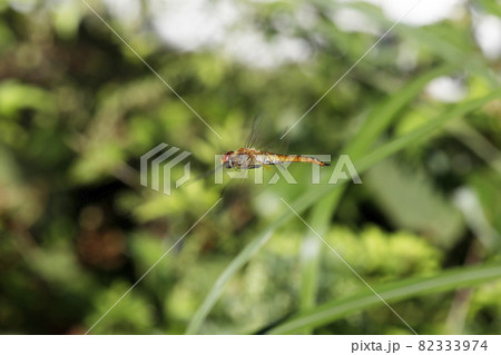 ウスバキトンボ 82333974