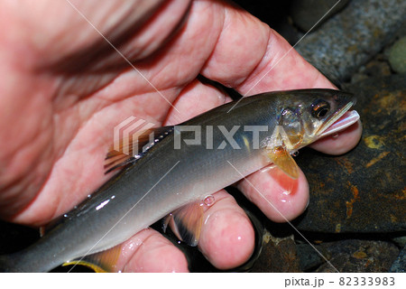 掛けて取り込んだばかりの天然のアユ 82333983