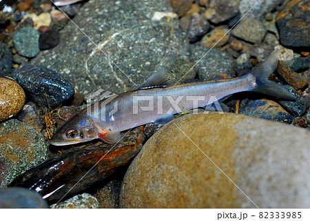 掛けて取り込んだばかりの天然のアユ 82333985