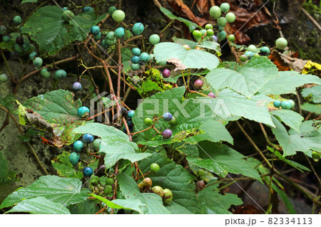 ノブドウの色とりどりの実り　福島県只見町 82334113