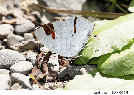ウラギンシジミ 82334195