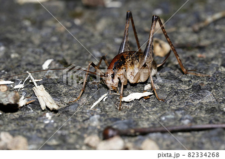 コノシタウマ 82334268